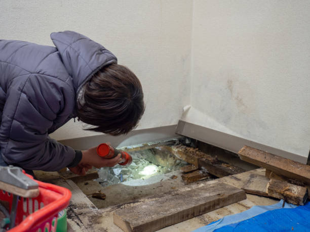Best Crawl Space Mold Remediation  in South Charleston, WV