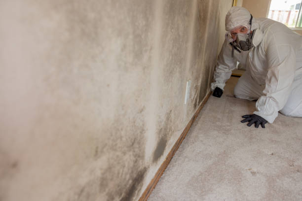 Best Real Estate Mold Inspection  in South Charleston, WV